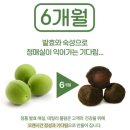 자연식품 | 변비랑 장 디톡스 건강관리에 좋은 자연식품 발효매실 '데일리플럼' 후기!