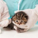 데본냥이 이미지