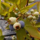 청산 블루베리 이미지