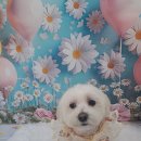 꽃보다 Dog 이미지
