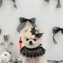 윈썸그루밍 이미지