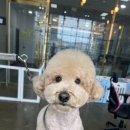 야옹아 멍멍해봐(봉명동) 이미지