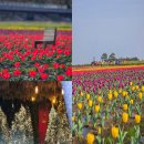 성읍리-4 | 4월 제주도 여행 보롬왓 튤립 축제 실시간 유채꽃도