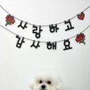 버블펫쌀롱 이미지