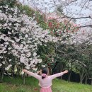 꿈동산공원 | 목포 벚꽃 명소 입암산 개화 상황 지금 가기 좋은 벚꽃 산책 코스