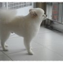 댄디애견 이미지
