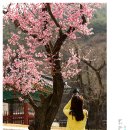 봄을담다 이미지