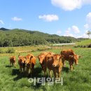 횡성한우 이미지