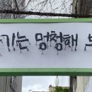 비둘기는멍청해보여