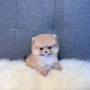 독켄넬 감자 네이버블로그