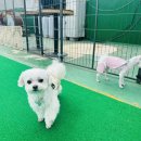 사랑둥이 몽글이네 이미지