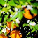 플로리다 농장 이미지