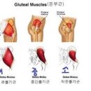 렉슬휘트니스 이미지