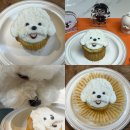 댕스윗 | 강아지컵케이크 댕스윗 강아지생일케이크 주문제작 후기!