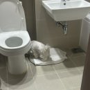 마루인터내셔날 | 청소 편한 강아지화장실 마루멍 강아지배변판 추천! 도넛 손잡이 강아지배변판 솔직후기