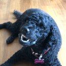 에버모어 | 강아지 영양제 에버모어 씨큐어 브레스, 기관지 영양제 솔직 후기