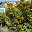 효성농장 이미지