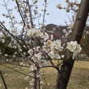 주왕산공원 탐방안내소 | 군포 수리산 매화꽃 명소 │ 수리산도립공원 탐방안내소 봄 나들이 후기 🌸