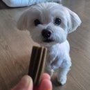 덴탈링크 | 강아지 치석제거 덴탈껌, 치약껌 꾸준히 먹인 후기