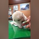 똥강아지 Daum카페