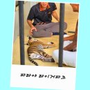 호랑이 | 파타야 타이거파크 입장료 가격 티켓 예매 호랑이 투어 후기