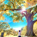 말하는 은행나무 이미지