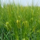 훌륭한 사위 이미지