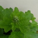 대자연농원 이미지