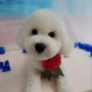 몽실묭실 이미지