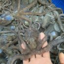 뻘낙지수산 이미지