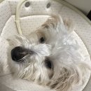 웰니스동물병원 스타필드 고양 이미지