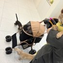 해피훈트 이미지