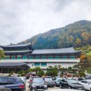 효령버스정류소 화장실 | 단양여행 구인사 단풍 및 셔틀버스/주차정보(251108)