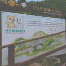 진도개 53카페 이미지