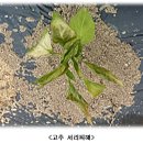 채소·과수 주간농사정보 제16호