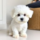 플랜멍 강아지분양 포항점 | 대구 강아지분양 고민 끝! 플랜멍 방문해보니 왜 추천이 많은지 알겠더라