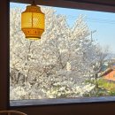 산장 | 강원도 춘천 벚꽃 명소 카페 대룡산장 내돈내산 방문후기