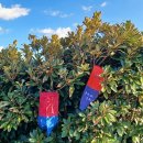 온평리-11 이미지