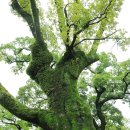 읍내리(인서리)공원 | (광양 가볼만한곳 유당공원)신비한 숲, 천년기념물 이팝나무가 있는곳