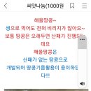 해올 이미지