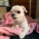 멍쌤 펫 살롱 이미지