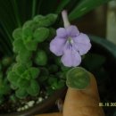 바이올렛 이미지