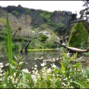 울릉예림원 Daum카페