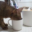 송송그루밍 이미지