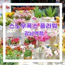강남역에서 선물용 꽃, 화분 필요할 때 스노우폭스 플라워 강남역점 이용 후기