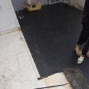 신흥애견센타 이미지