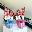 광주삼육초등학교 | 광주 상견례 선물｜피스풀가든 호접란, 센스 있는 선택!