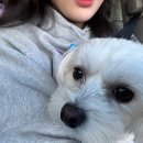 독앤트리 이미지