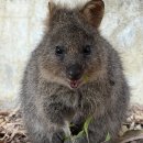 애니멀 라이프 이미지