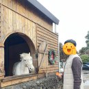만석목장 | [제주 태교여행 카페] 목장카페 밭디 - 승마체험과 말...카페 +밭디마켓 육아용품 구매! 내돈내산 솔직후기